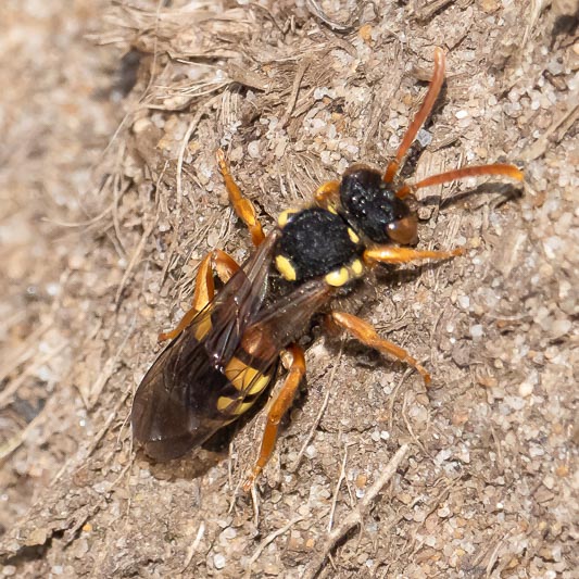 Nomada fucata.jpg